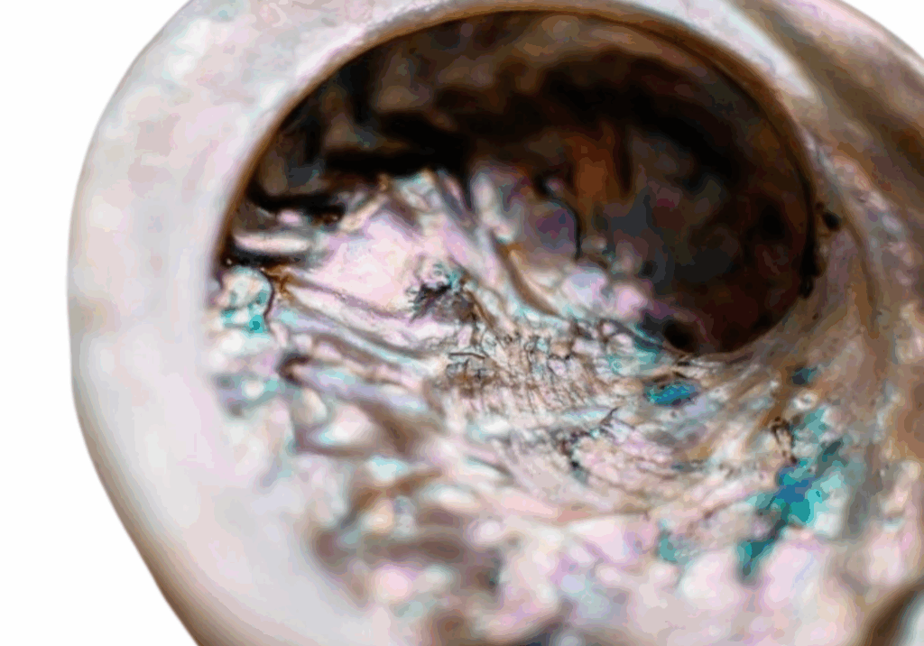 Abalone_Seeohr_Rotmarie